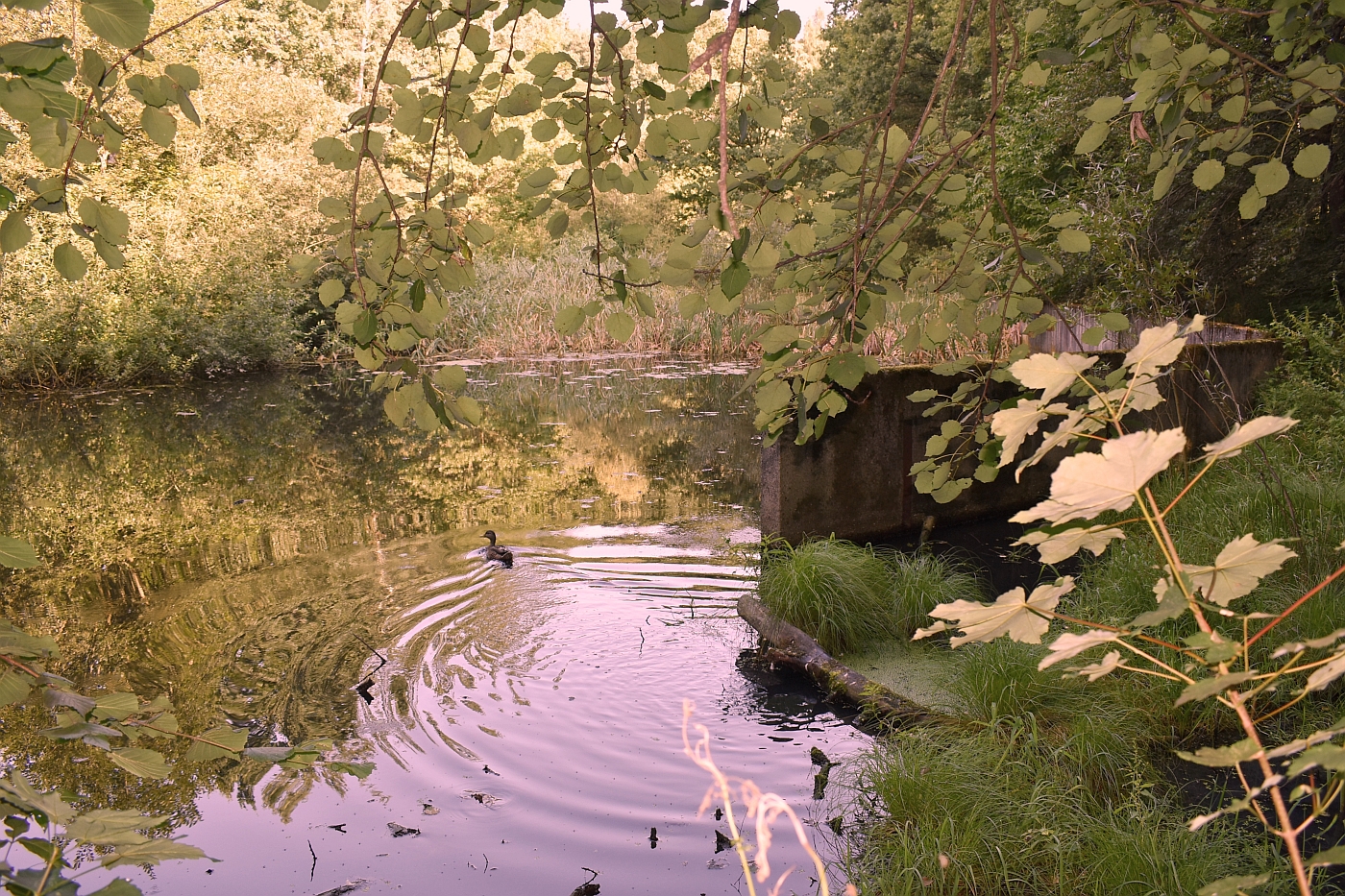 Jeden ze dvou revitalizovaných rybníků. Foto: MMO